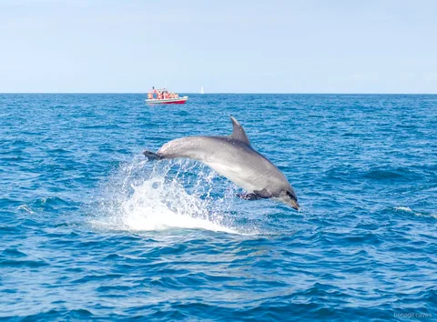 Marine biologist guiding passengers on the Benagil Caves dolphin tour