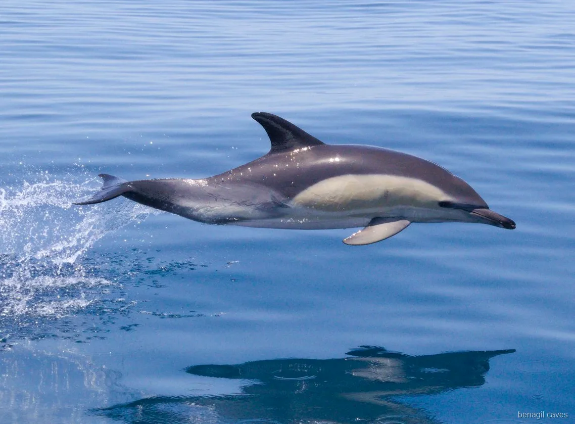 Delfines avistados en mar abierto durante la excursión a las Cuevas de Benagil